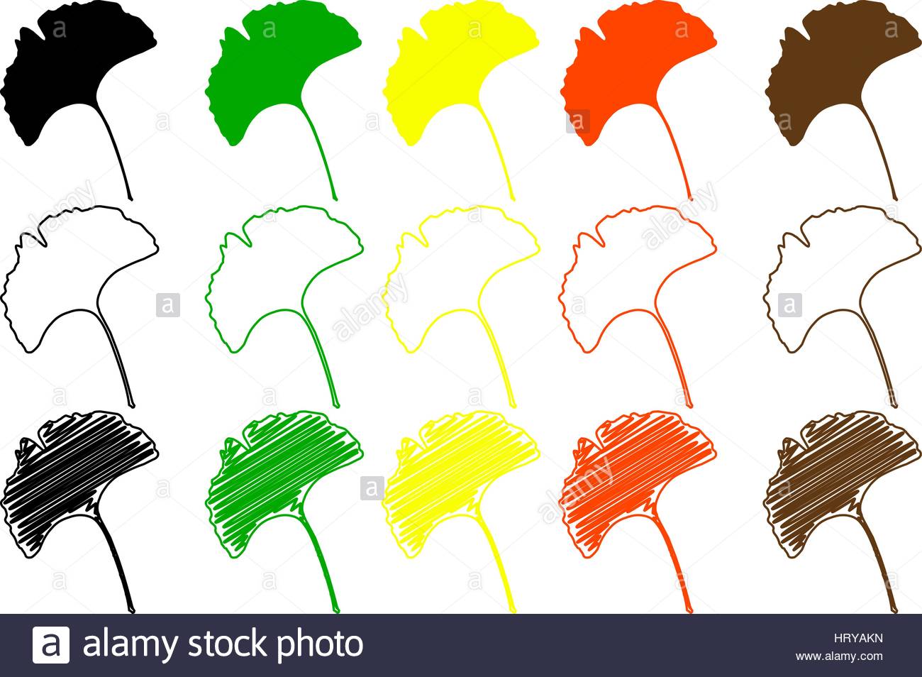 1300x954 Ginkgo Stock Vector Images