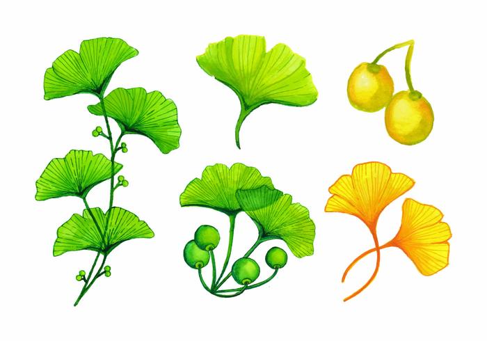 700x490 Watercolor Ginkgo Leaves