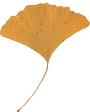 300x375 Gingko Leaf Ginkgo Leaves