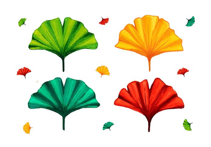 700x490 Different Color Ginkgo Leaf