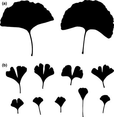 383x392 Figure 2 Examples Of The Relative Sizes And Shapes Of Ginkgo