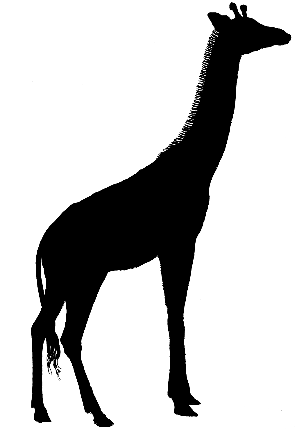 1022x1492 Giraffe Silhouette Clip Art