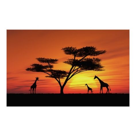 474x474 Fototapet African Sunset