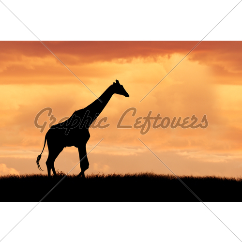 500x500 Giraffe On African Plains Gl Stock Images