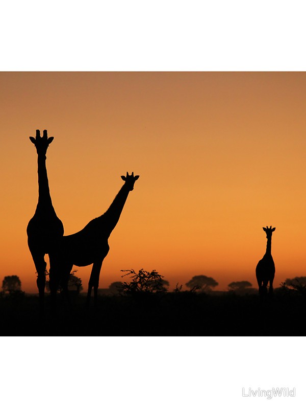 600x800 Giraffe Silhouette