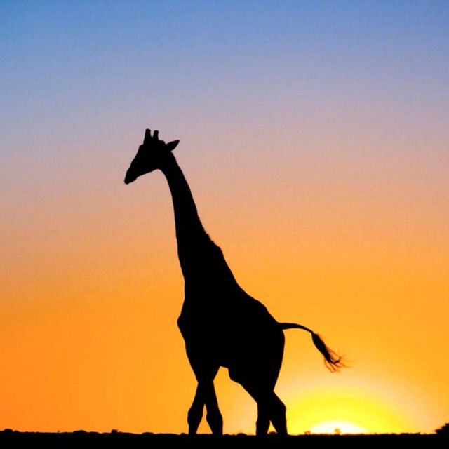 640x640 Giraffe And A Nice Sunset Wildlife Giraffe
