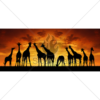 325x325 Giraffe Gl Stock Images