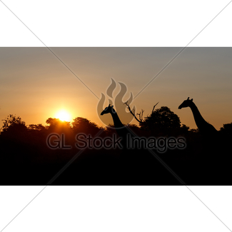 325x325 Landscape With Giraffes, African Sunset Gl Stock Images