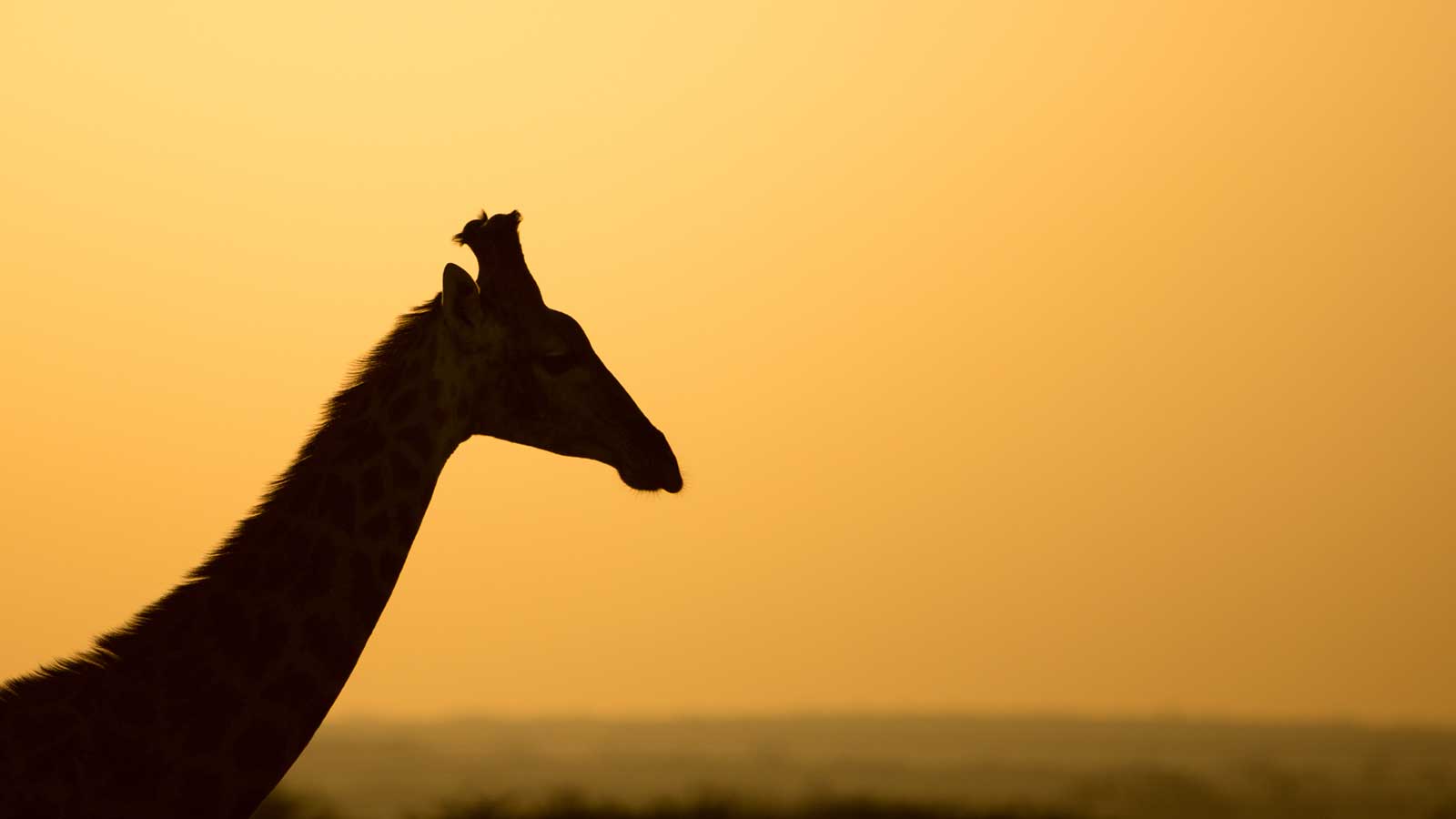 1600x900 Leopard With An Aardvark Kill