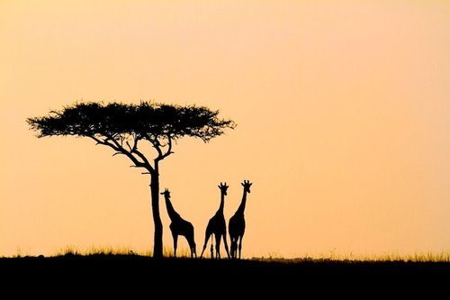 500x333 Pin By Ceylan Ural