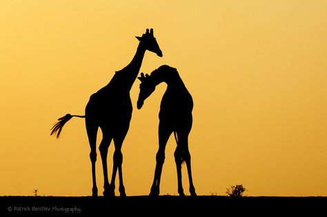 474x315 Pin By Jauyau On Giraffe Giraffe