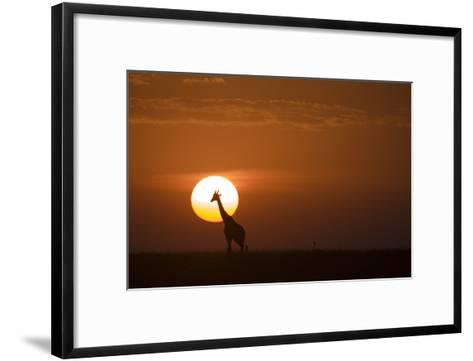 473x361 Silhouettes Of A Giraffe And An Ostrich Walking Across Grasslands