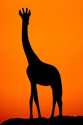 333x500 Sunset Silhouette Giraffe Silhouette, Sunset Silhouette