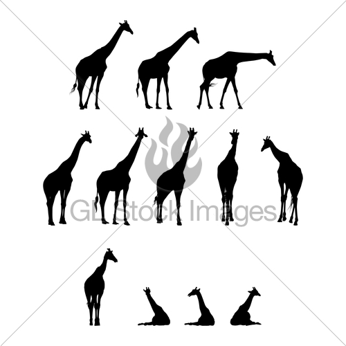 500x500 Giraffe Silhouettes Gl Stock Images