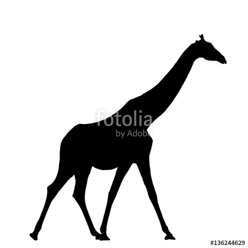 500x500 Walking Giraffe