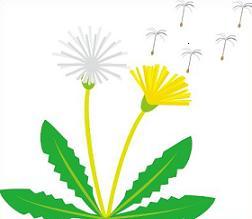 252x219 Dandelion Clipart Blowing