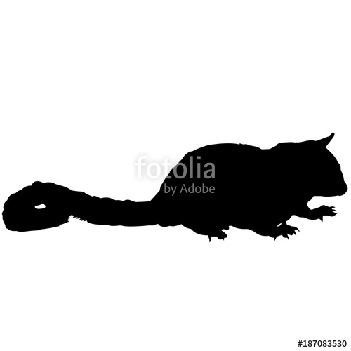 500x500 Sugar Glider Silhouette Vector Graphics Stock Image And Royalty