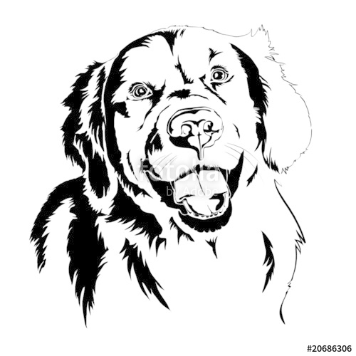 500x500 Golden Retriever