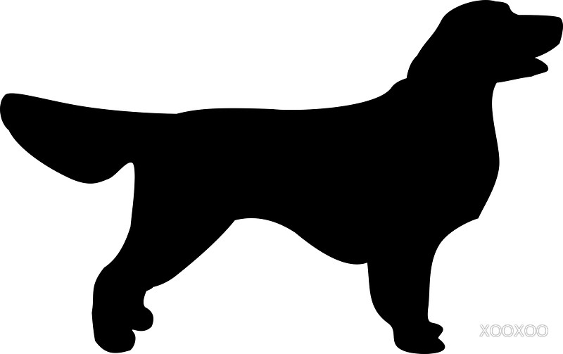 800x503 Golden Retriever