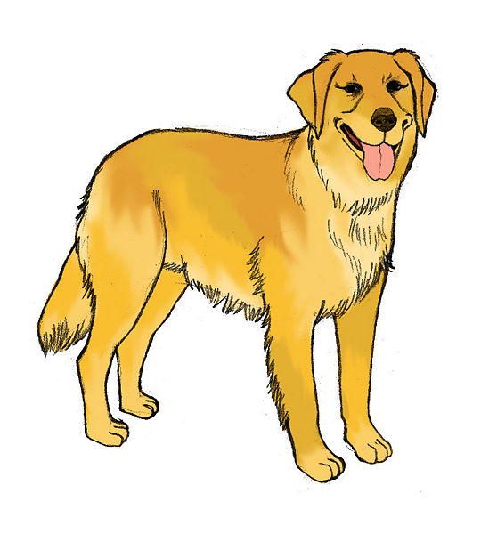 549x600 Golden Retriever Clipart Sketch