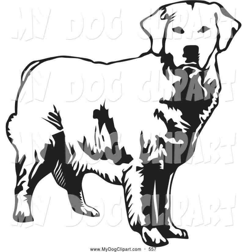 809x825 Retriever Dog Vector Image Stockunlimited Silhouette Clip Art