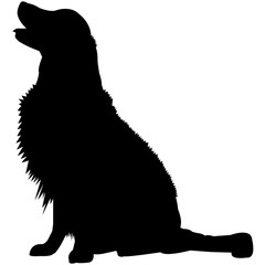 240x240 Golden Retriever Dog Photos, Royalty Free Images, Graphics