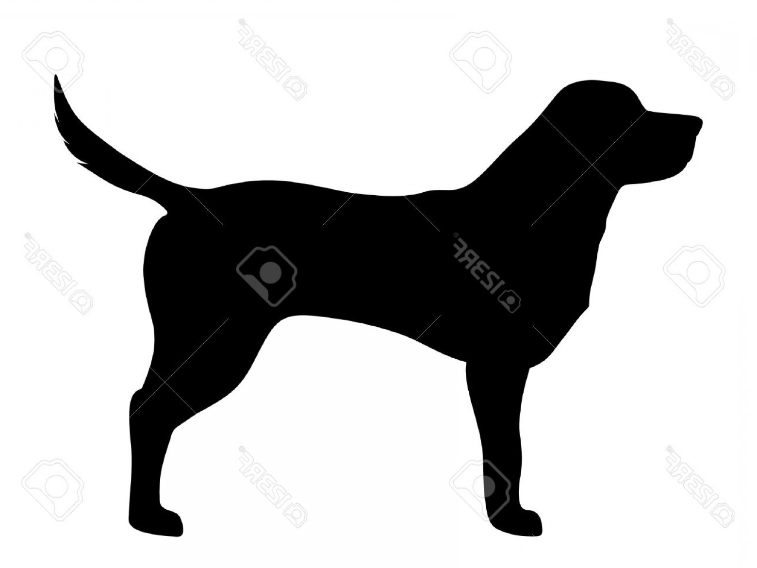 1560x1170 Vector Outline Of Golden Retriever Arenawp