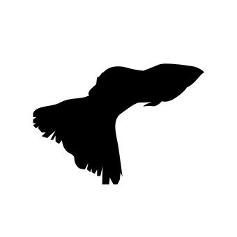 340x340 111894 Silhouetteac