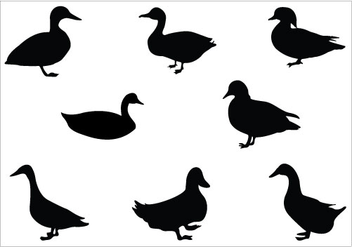 501x352 Duck Clipart Shadow
