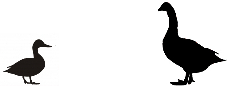 445x170 Duck Versus Goose Outside My Window