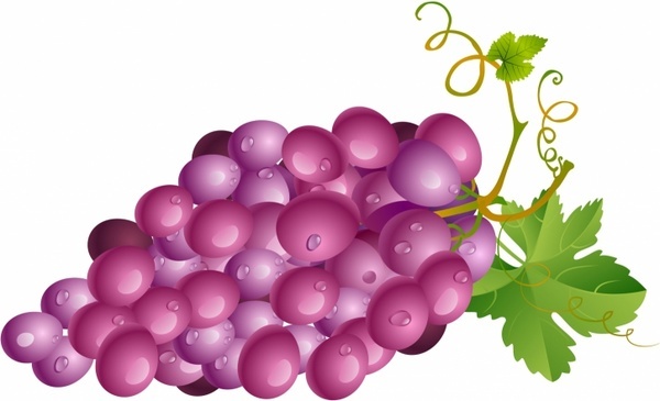 600x365 Grape Free Vector Download (413 Free Vector) For Commercial Use