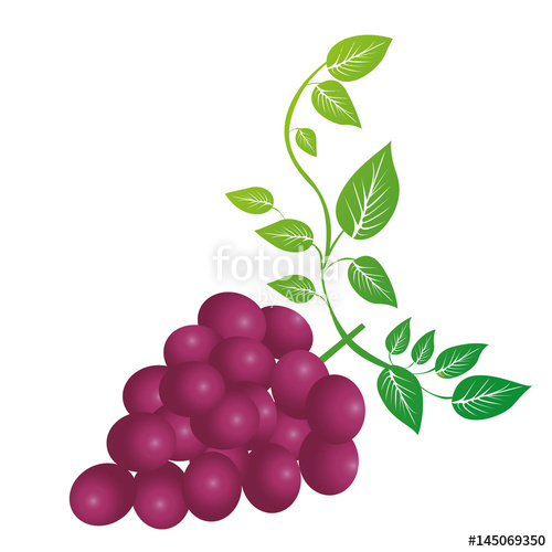 500x500 Colorful Silhouette Of Bunch Of Grapes With Branch And Leaves