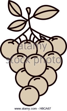 285x470 Monochrome Silhouette Of Bunch Of Grapes Stock Vector Art