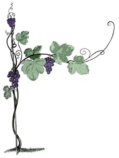 236x312 Vine Clipart Wine