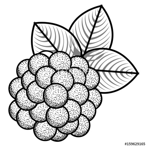 500x500 Isolated Grapes Silhouette Stock Image And Royalty Free Vector