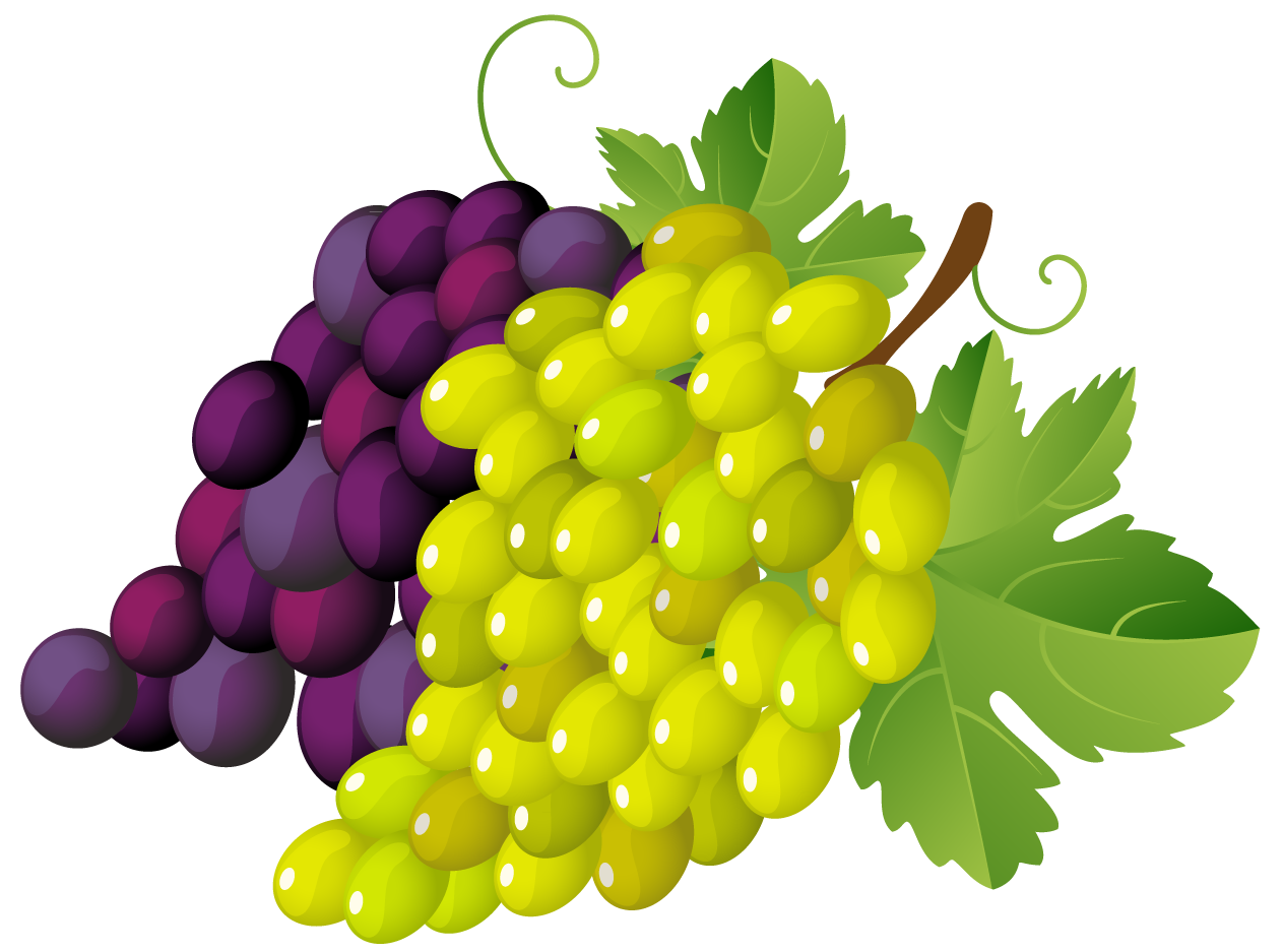 1263x937 Painted Grapes Png Clipartu200b Gallery Yopriceville