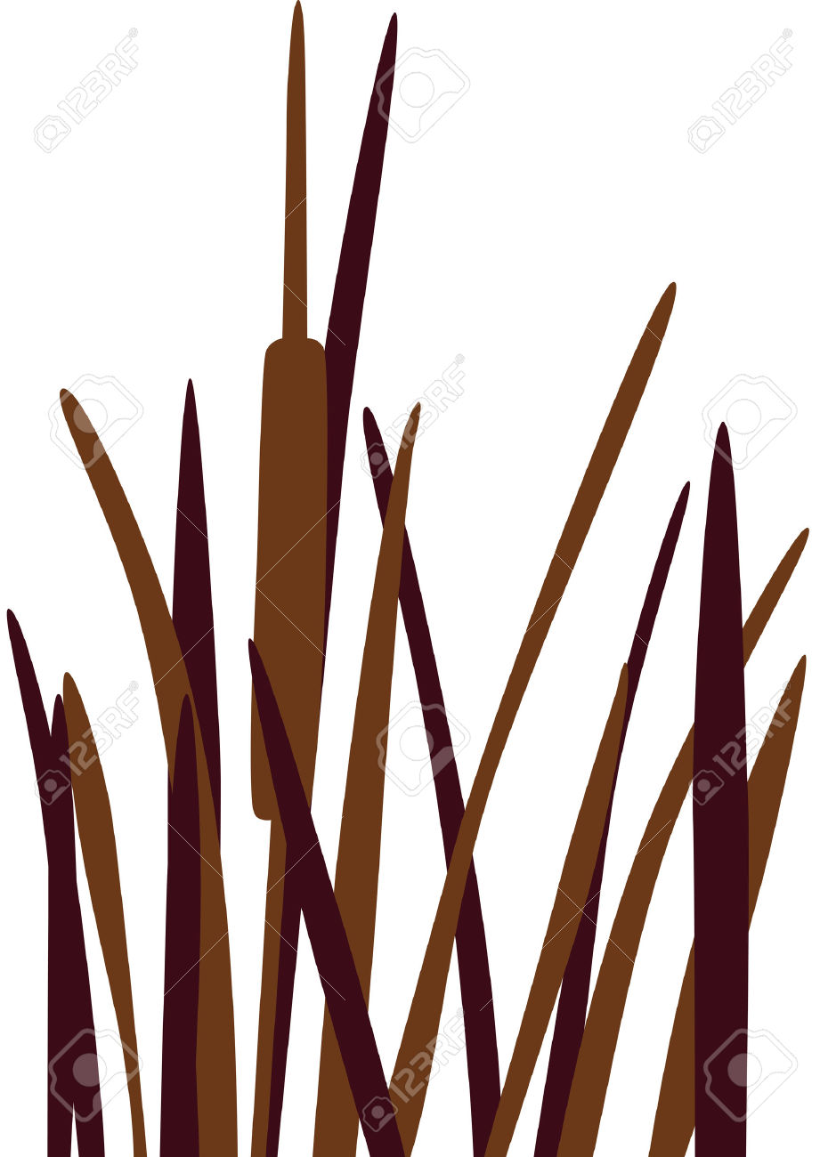 921x1300 Grass Clipart Cattail