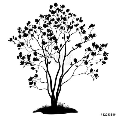 500x500 Magnolia Tree With Flowers Grass Silhouette Stock Image