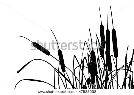 450x320 Reeds Photos Et Images De Stock Shutterstock Plant