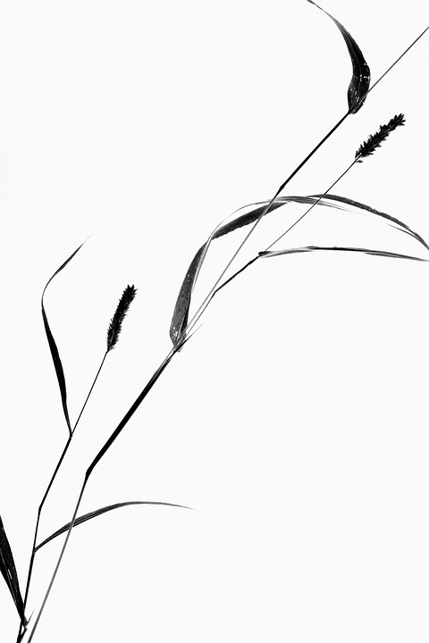 480x720 Free Photo Still Life Grass Plant Silhouette