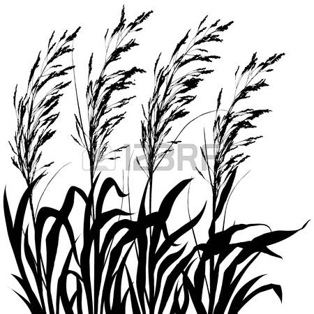 450x450 Ornamental Grass Clipart