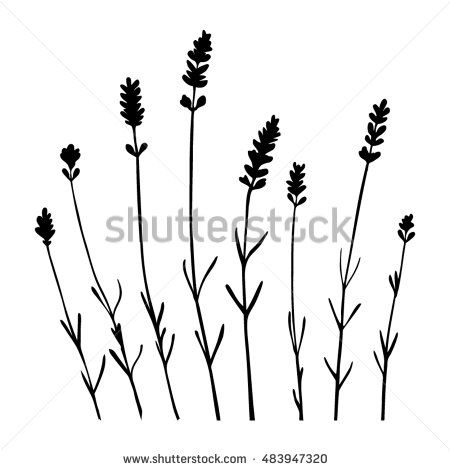 450x470 Lavender Flowers Separated