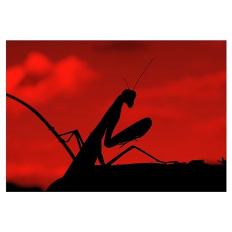 460x460 Mantid Posters Amp Prints Buy Mantid Poster Online