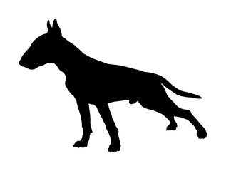 317x240 Wolf Profile Photos, Royalty Free Images, Graphics, Vectors