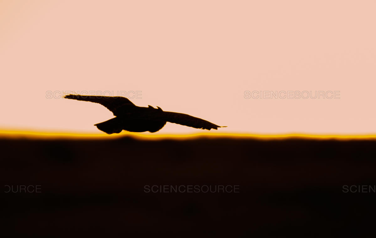 1199x759 Science Source