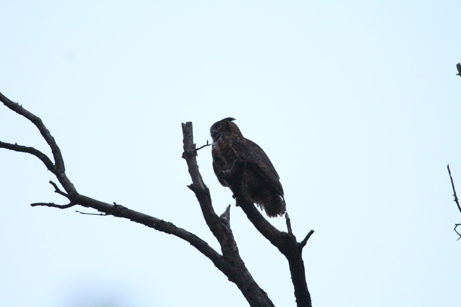 Great Horned Owl Silhouette At Getdrawings 