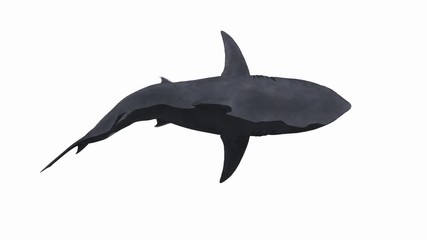 427x240 Search Photos Great White Shark