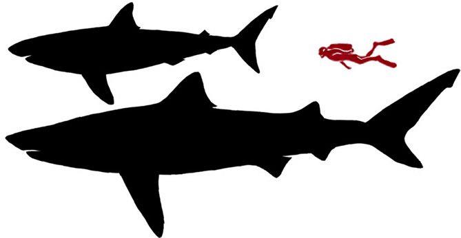 669x346 Great White Shark Silhouette