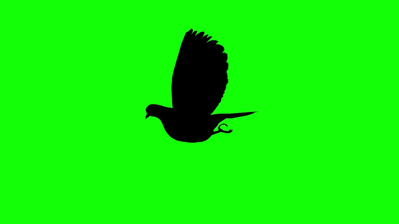 1280x720 Free Hd Video Backgrounds Animal Silhouette Bird Pigeon Flying