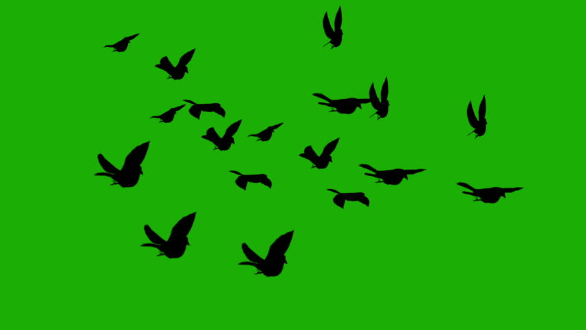 852x480 Silhouette Birds On Green Screen (For Horror Movies, Halloween